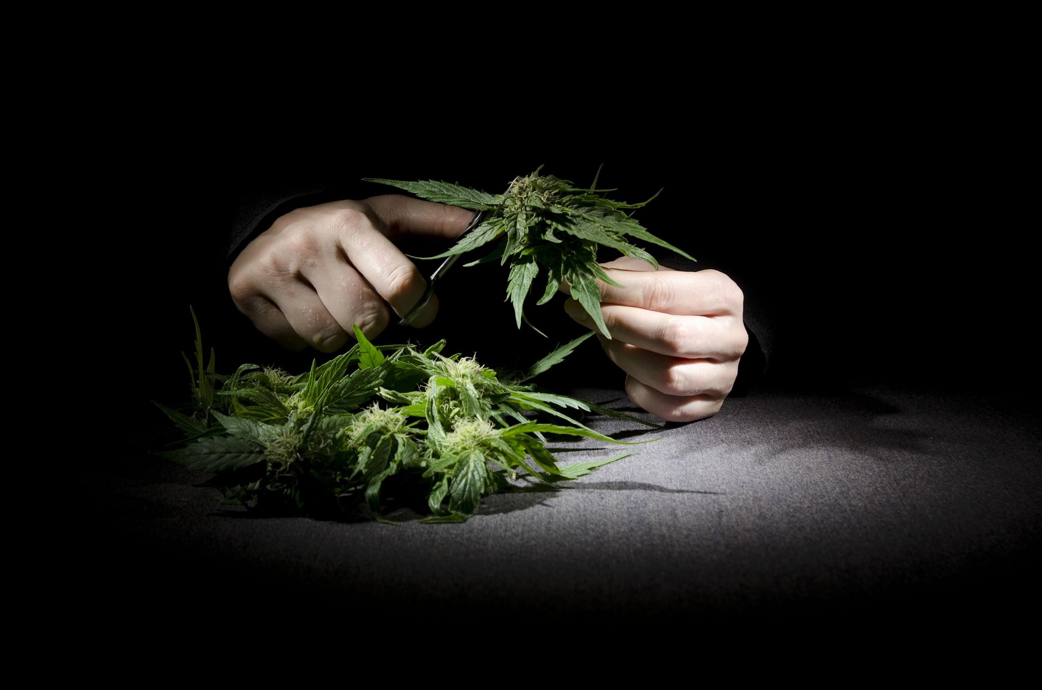 drug abuse,severe cannabis use disorder,experience cannabis withdrawal syndrome,other substances,cannabis dependence,sleep problems,cannabis abuse